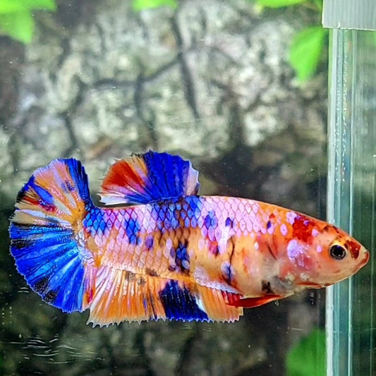 Multicolor Candy Galaxy HMPK Female For Sorority / Breed