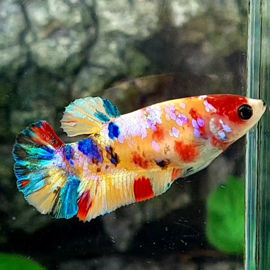 Multicolor Yellowbase Galaxy HMPK Female For Sorority / Breed