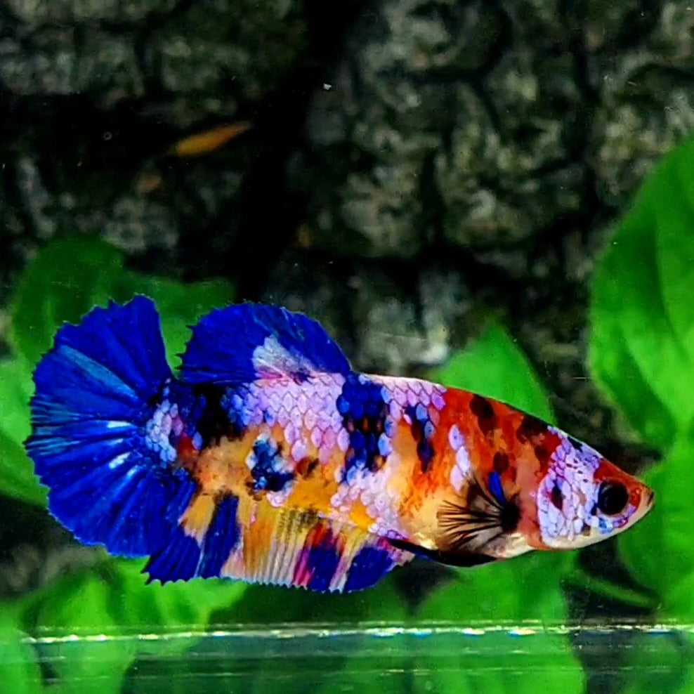 Multicolor Candy Galaxy HMPK Female For Sorority / Breed