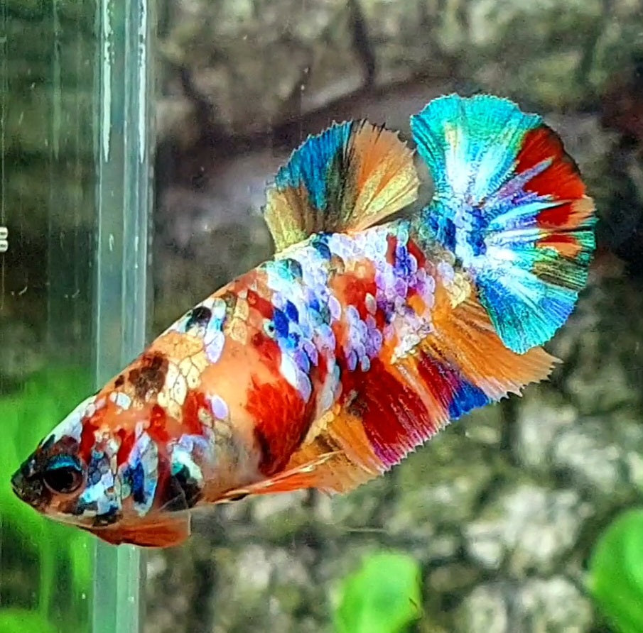 Multicolor Galaxy HMPK Female For Sorority / Breed