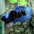Avatar Gordon Grey HMPK Female For Sorority / Breed