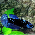 Avatar Gordon Grey HMPK Female For Sorority / Breed