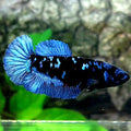 Avatar Gordon Grey HMPK Female For Sorority / Breed