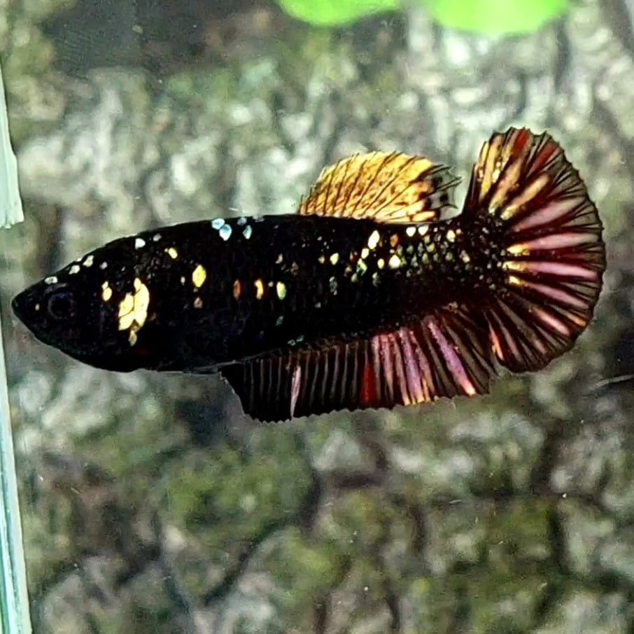 Black Star Copper Gold HMPK Female For Sorority Tank/Breed