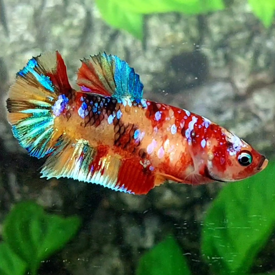 Multicolor Galaxy HMPK Female For Sorority / Breed