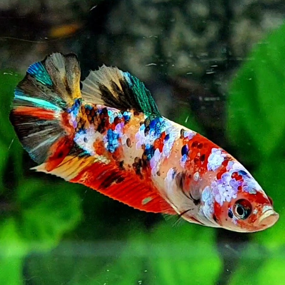 Multicolor Galaxy HMPK Female For Sorority / Breed