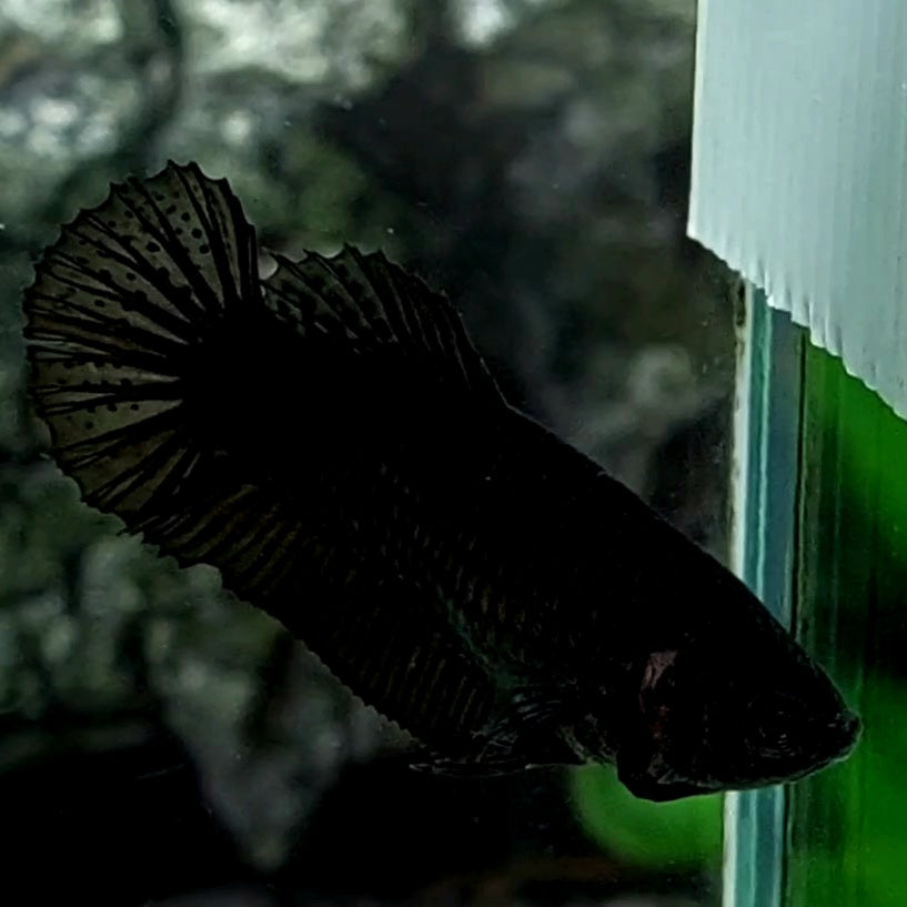 Solid Full Black HMPK Female For Sorority / Breed