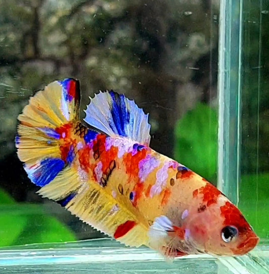 Multicolor Yellowbase Galaxy HMPK Female For Sorority / Breed