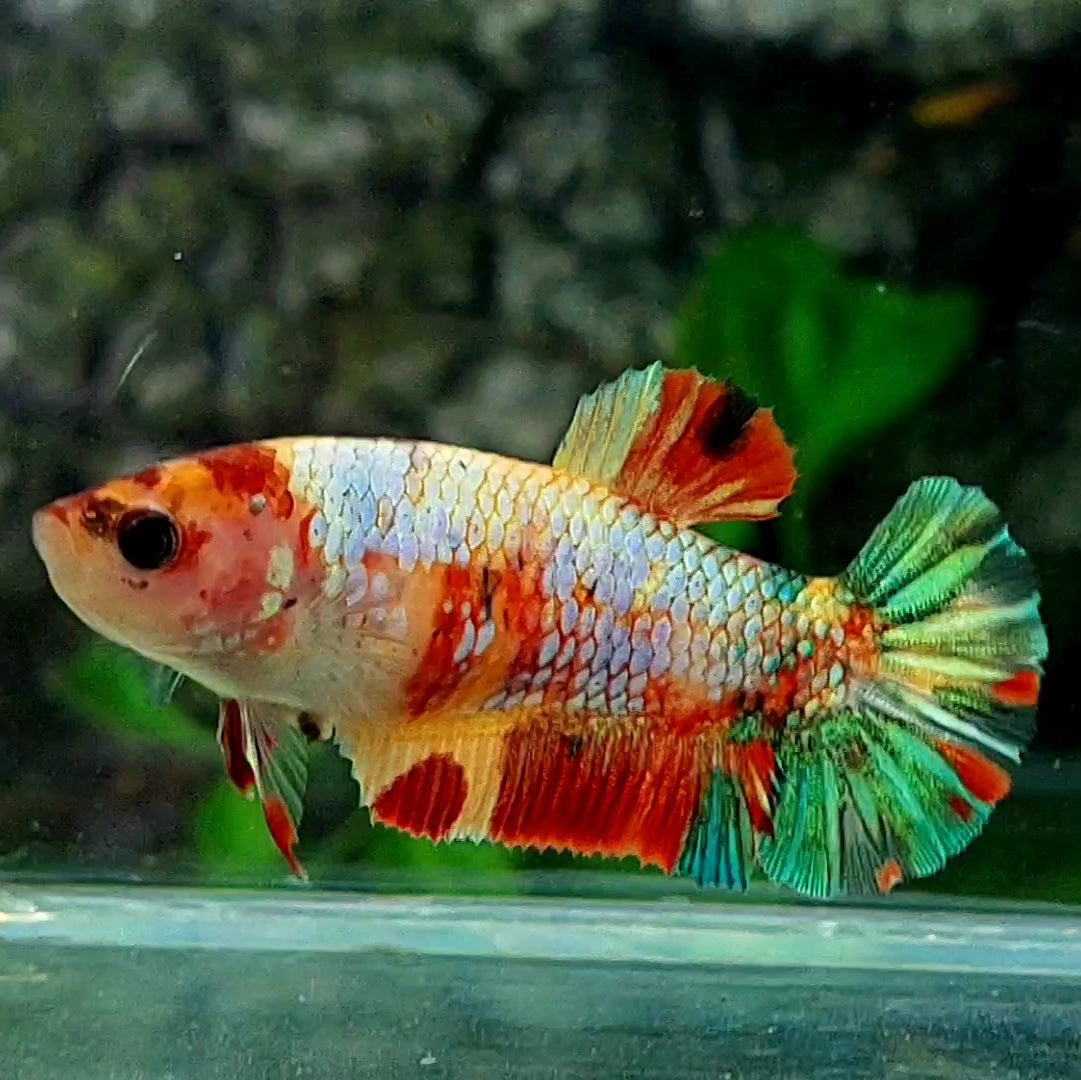 Multicolor Green Gold HMPK Female For Sorority / Breed