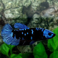 Avatar Gordon Grey HMPK Female For Sorority / Breed