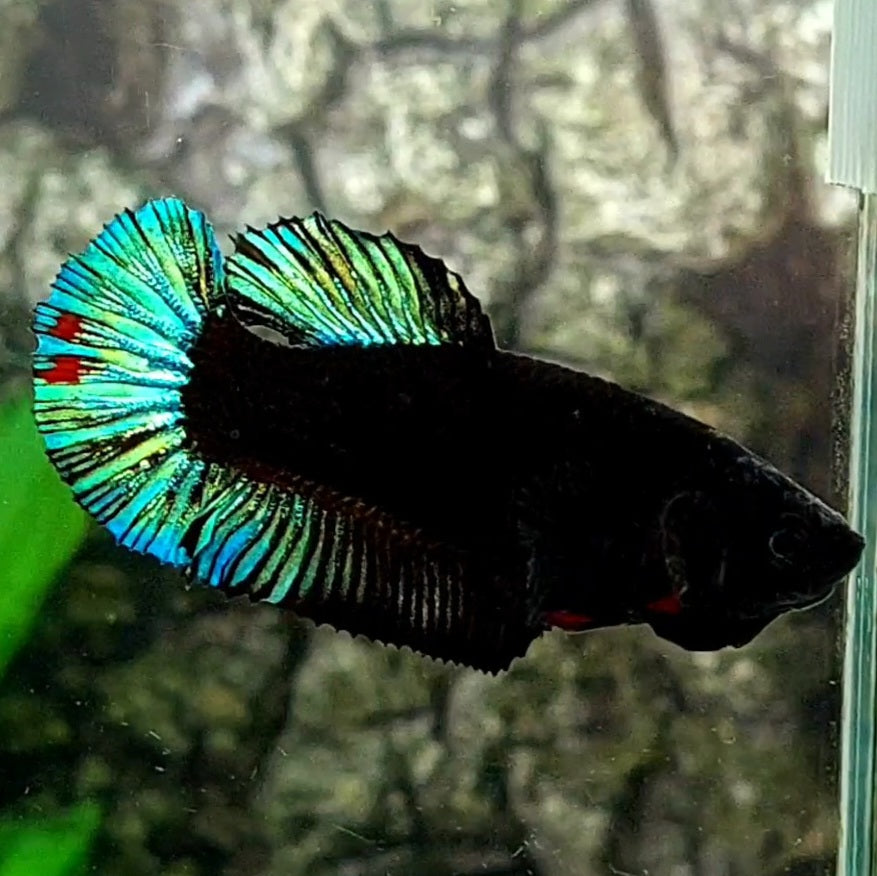 Black Turquoise Green Light HMPK Female For Sorority / Breed