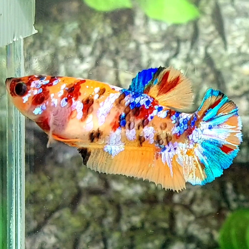 Multicolor Galaxy HMPK Female For Sorority / Breed