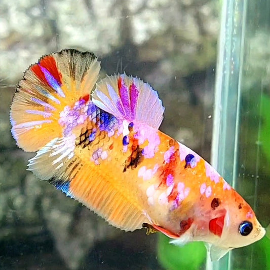 Orange Pink Galaxy HMPK Female For Sorority / Breed