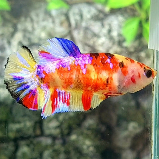 Multicolor Yellowbase Candy Galaxy HMPK Female For Sorority / Breed 50% off