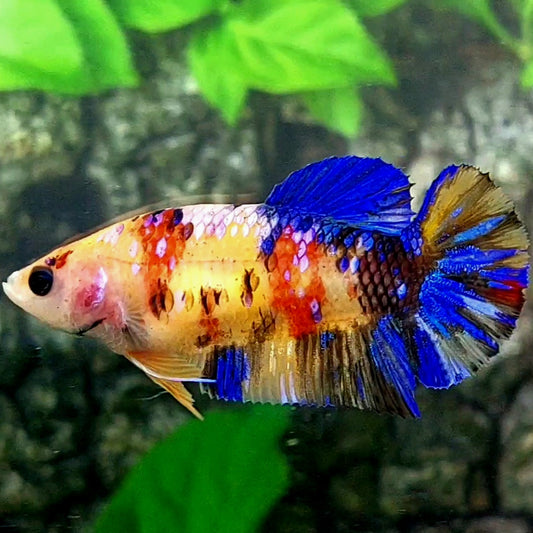 Multicolor Yellowbase Tiger Galaxy HMPK Female For Sorority / Breed