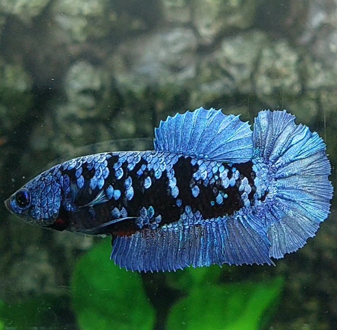 Avatar Grey HMPK Female For Sorority / Breed