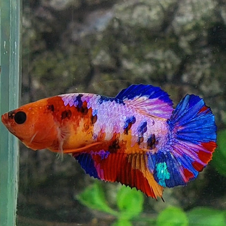 Multicolor Purple Candy HMPK Female For Sorority / Breed