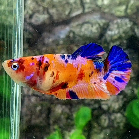 Multicolor Orange Pink Galaxy HMPK Female For Sorority / Breed