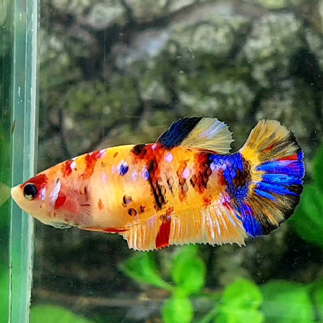 Multicolor Yellowbase Galaxy HMPK Female For Sorority / Breed