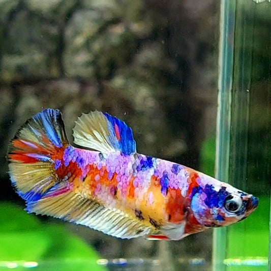 Multicolor Yellowbase Galaxy HMPK Female For Sorority / Breed