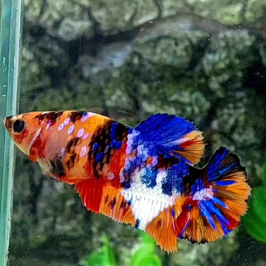 Multicolor Galaxy HMPK Female For Sorority / Breed