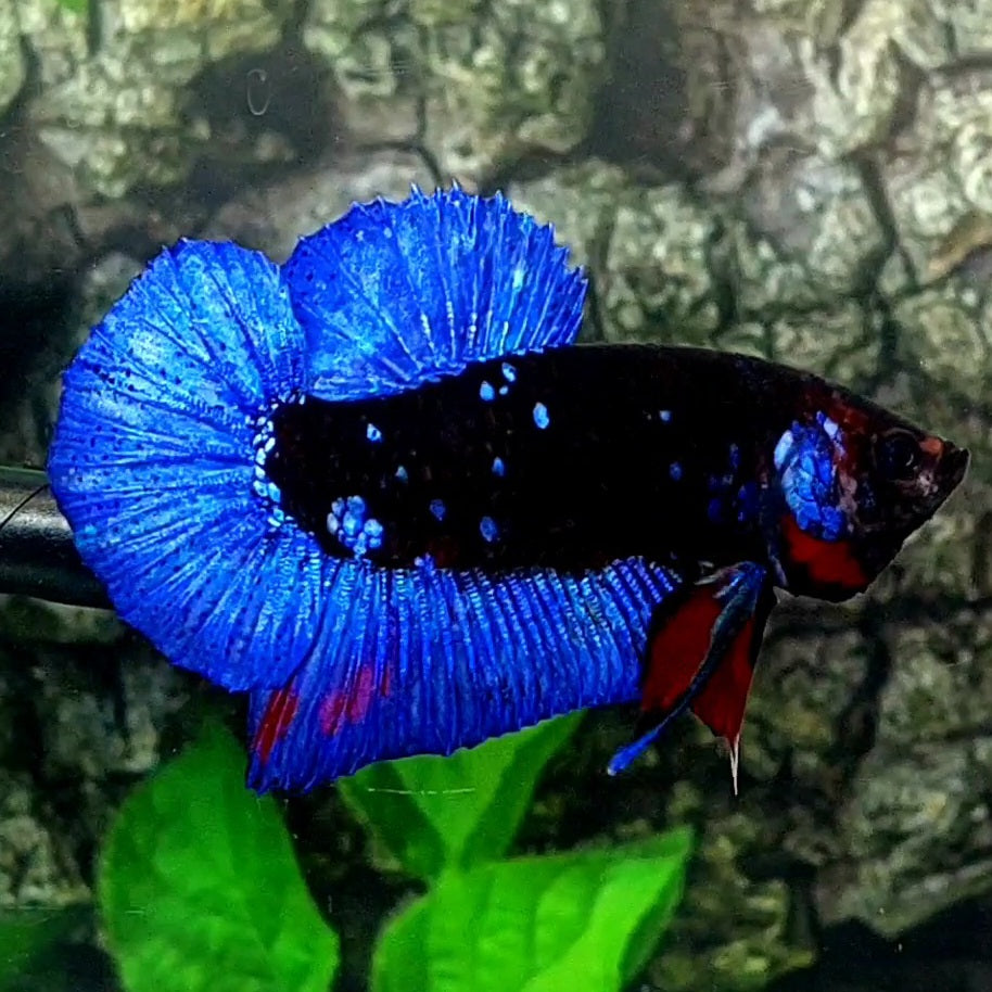 Blue Black Star Galaxy HMPK Male