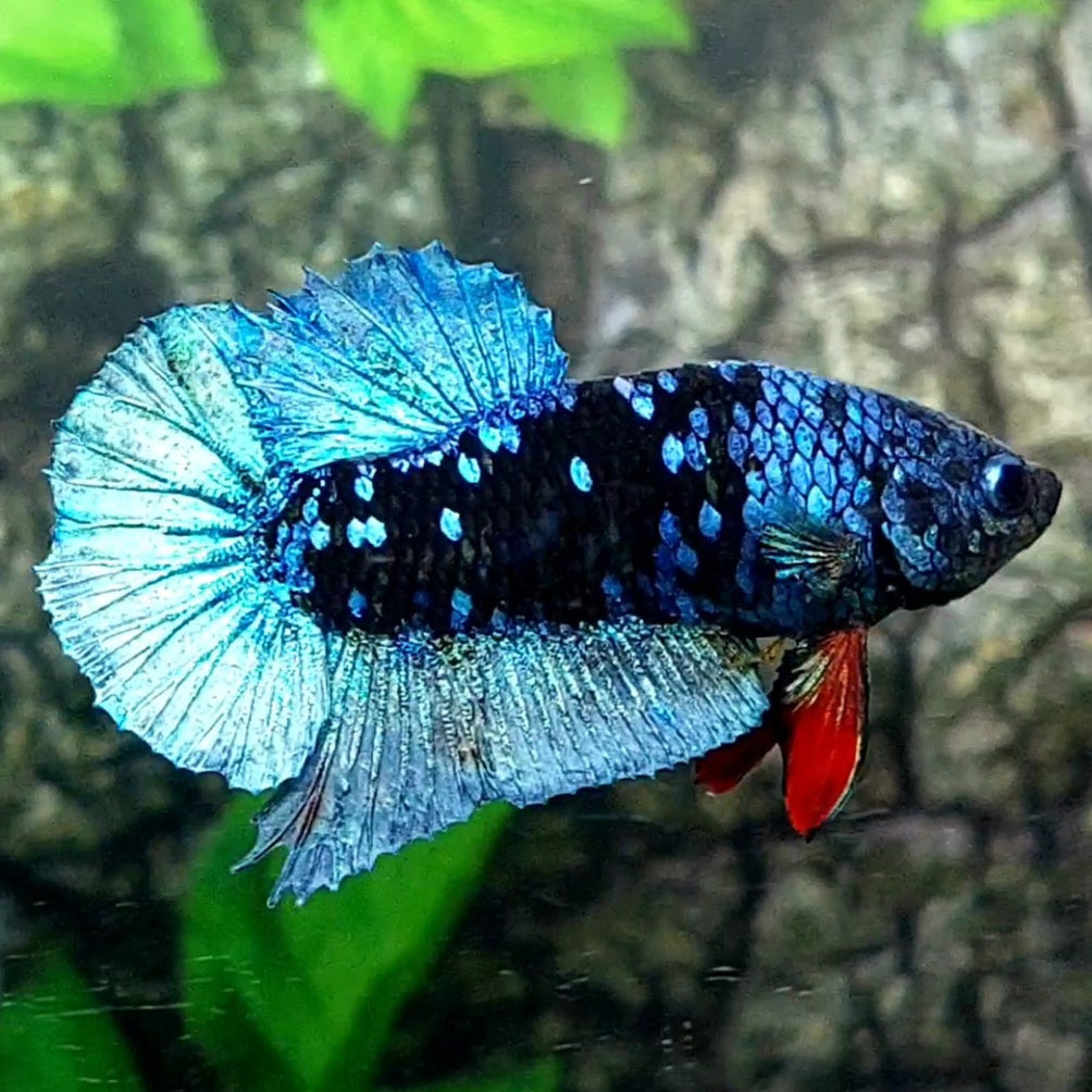 Avatar Grey HMPK Male