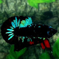 Black Star Galaxy HMPK Male