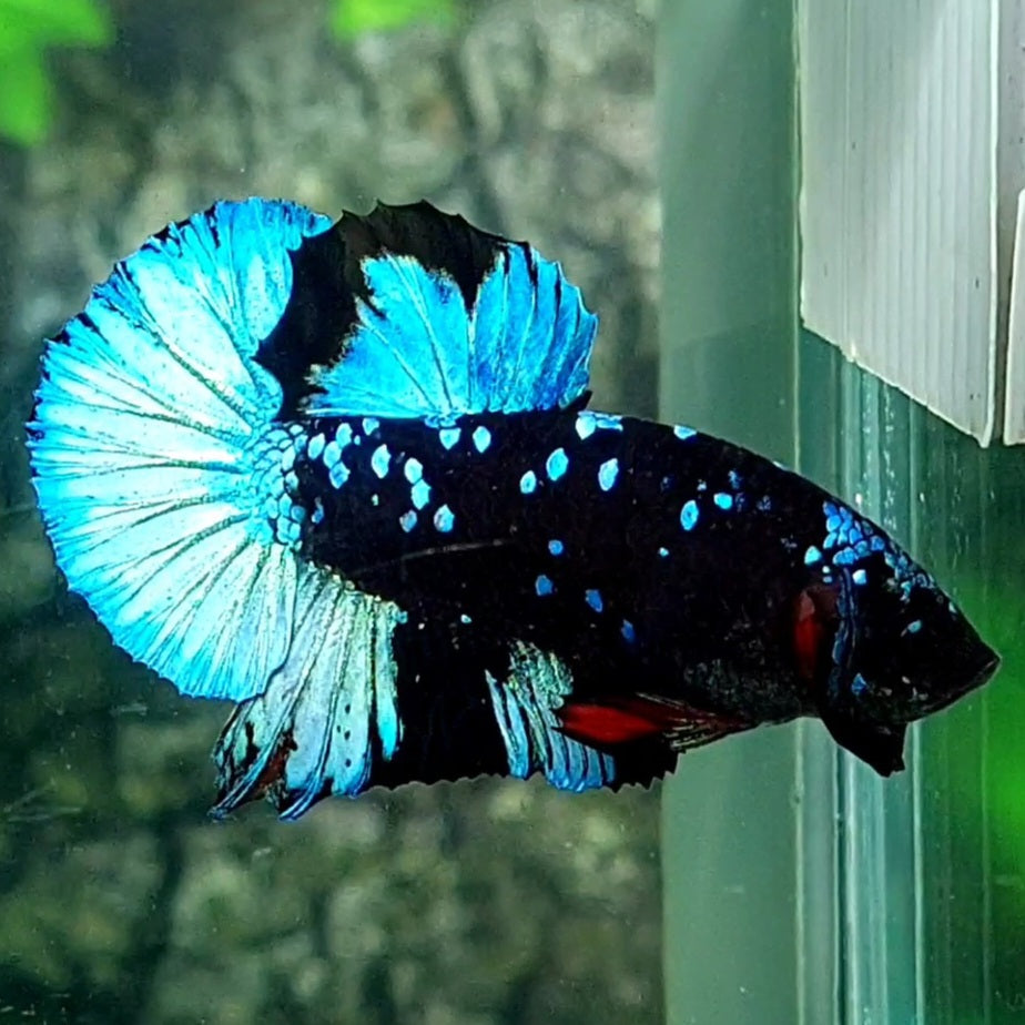 Avatar Gordon Steel Blue HMPK Male