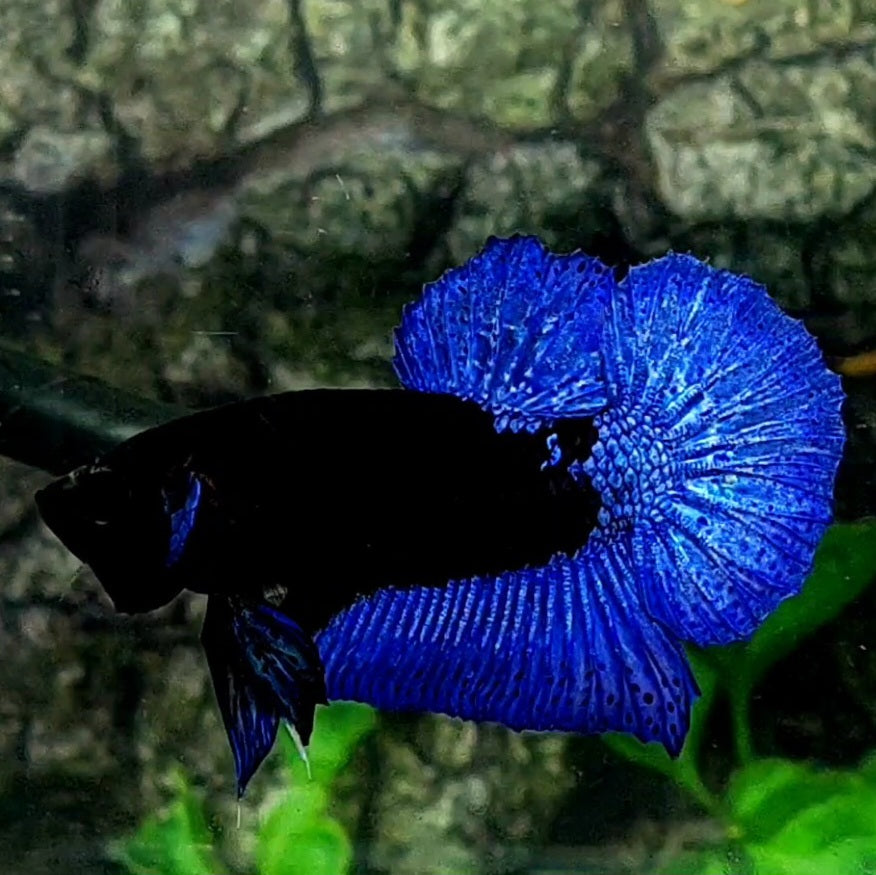 Blue Black Light HMPK Male