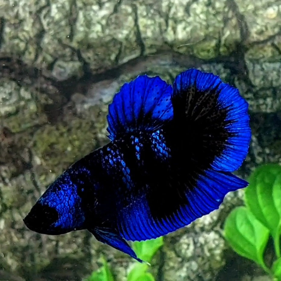 Blue Black Galaxy Butterfly HMPK Male