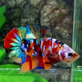 Multicolor Galaxy HMPK Male