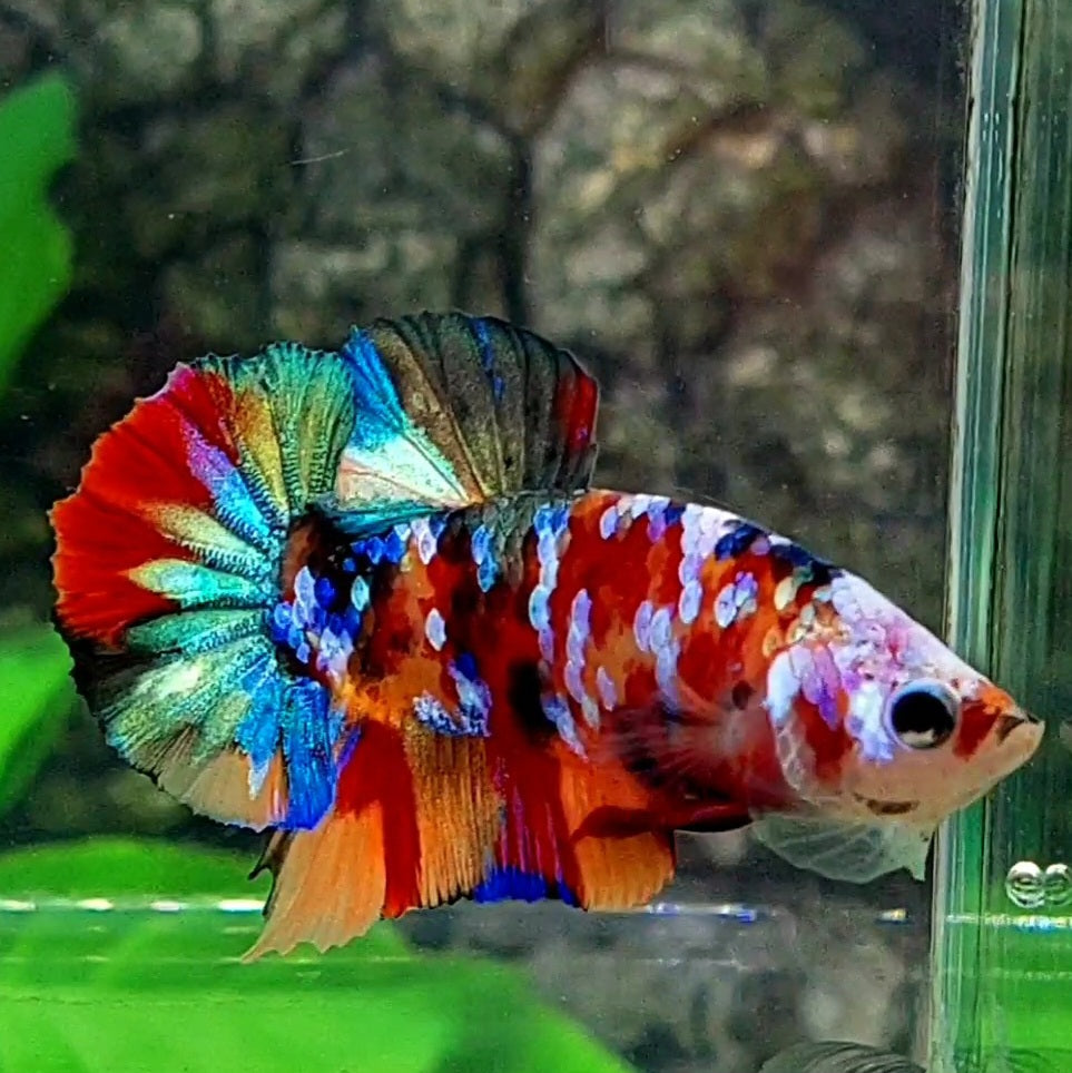 Multicolor Galaxy HMPK Male