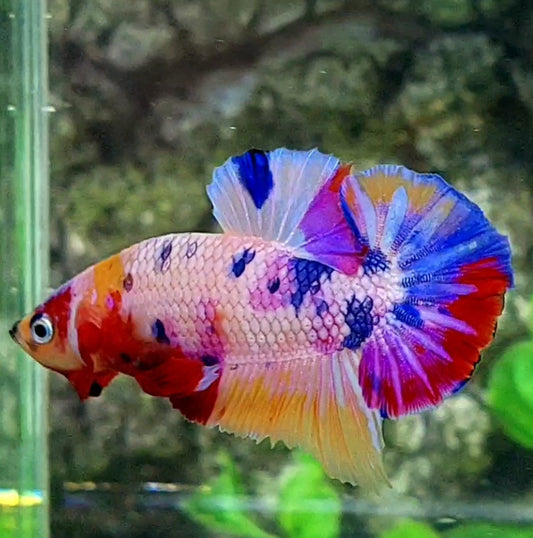 Multicolor Purple Pink Candy HMPK Male