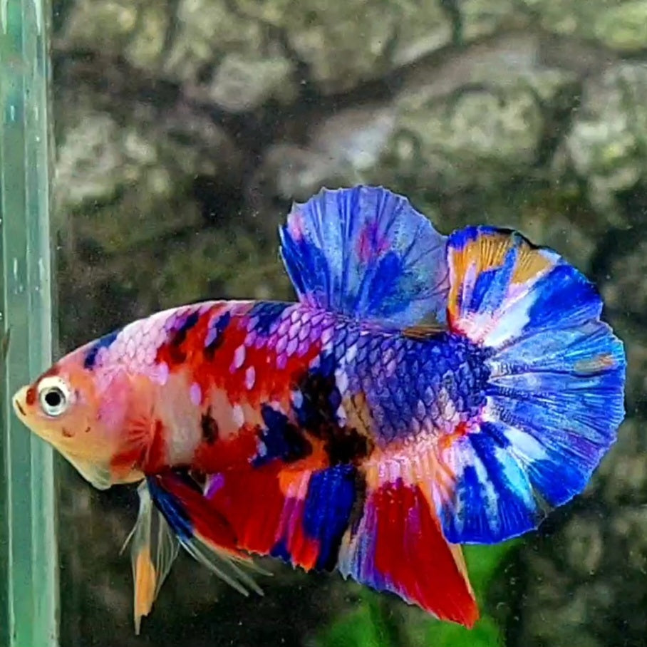 Multicolor Purple Candy Galaxy HMPK Male