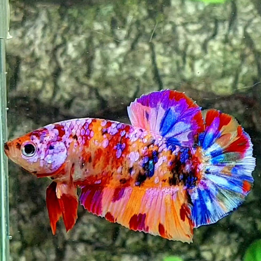 Multicolor Pink Purple Candy Galaxy HMPK Male