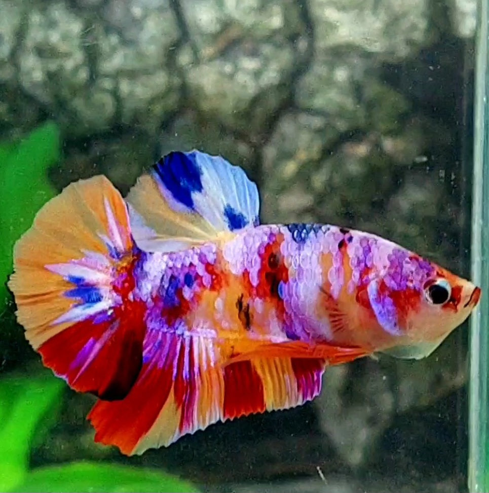 Multicolor Pink Purple Candy HMPK Male