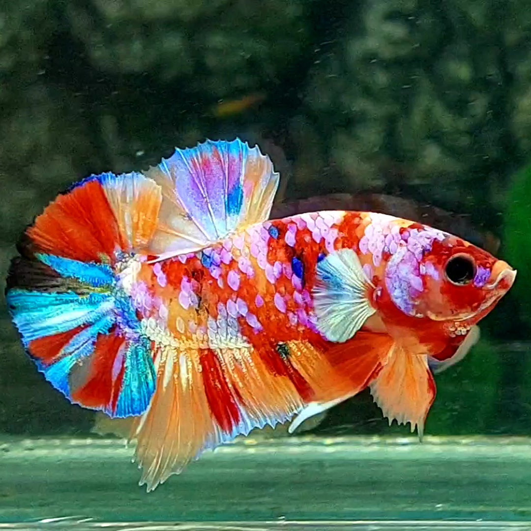 Multicolor Pink Candy Galaxy Over HMPK Male