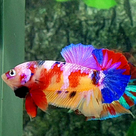 Multicolor Pink Purple Candy Yellowbase HMPK Male