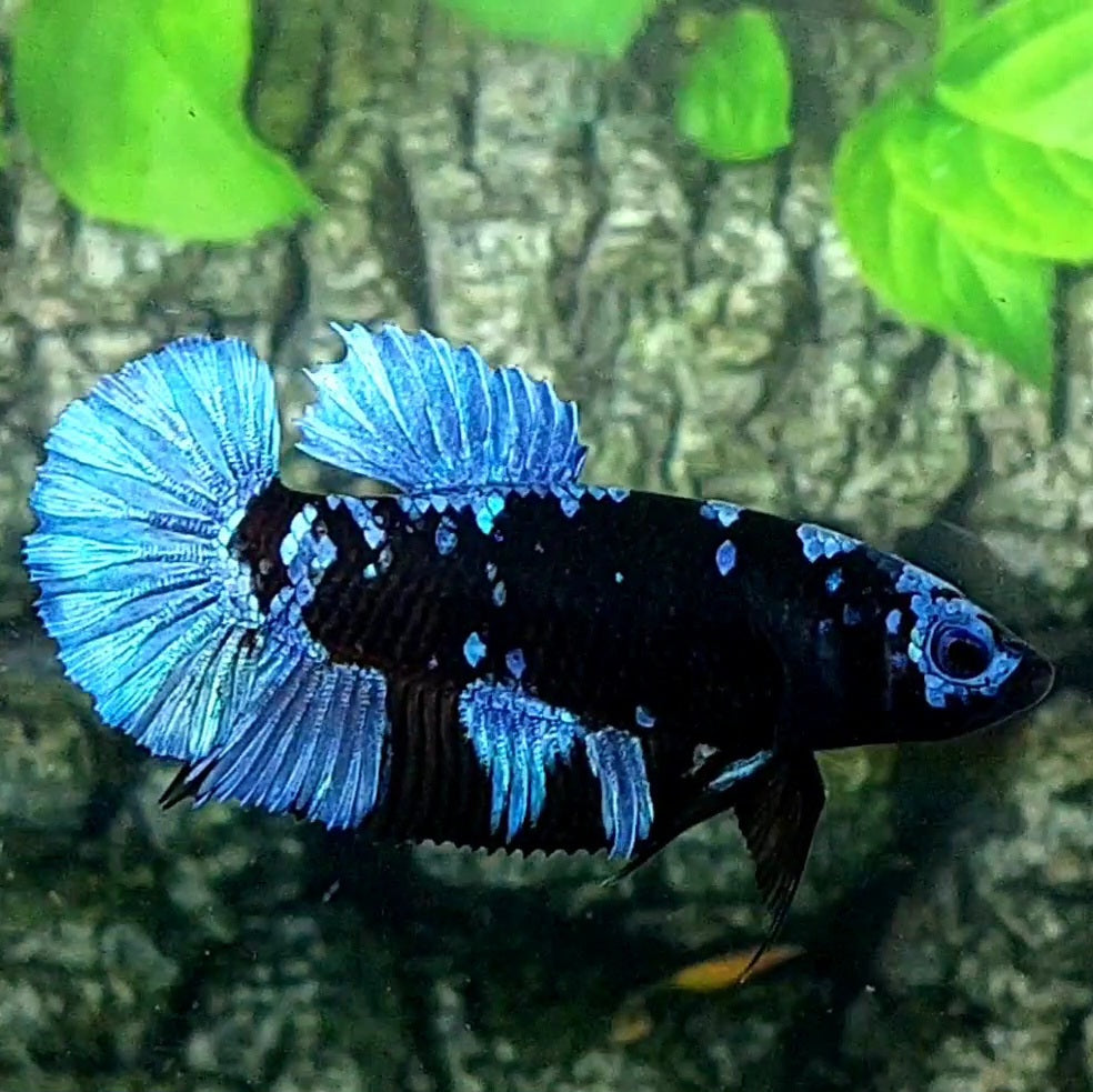 Avatar Grey HMPK Female For Sorority / Breed 50% off