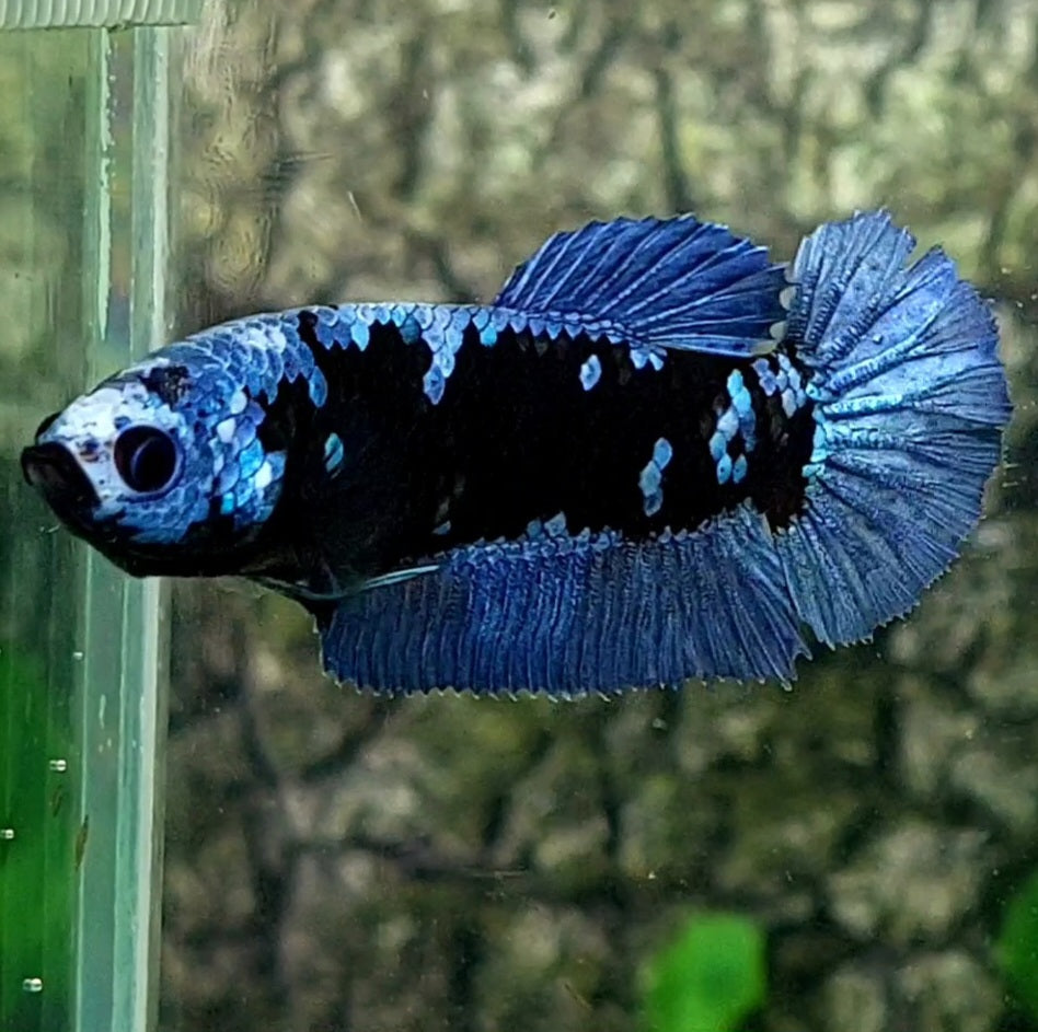 Avatar Grey HMPK Female For Sorority / Breed