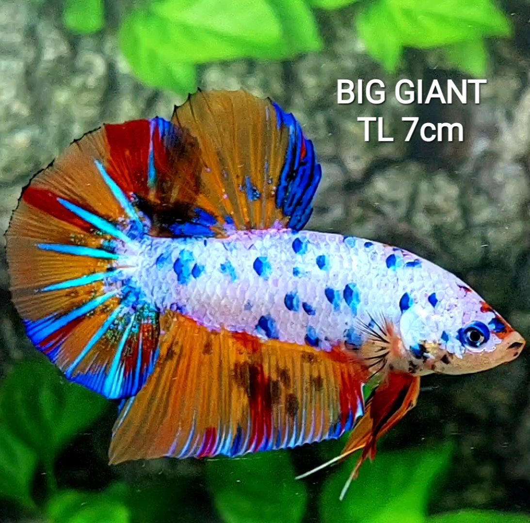 Multicolor Dalmation Candy GIANT HMPK Male