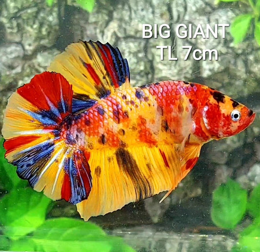 Multicolor Yellowbase Candy Galaxy GIANT HMPK Male