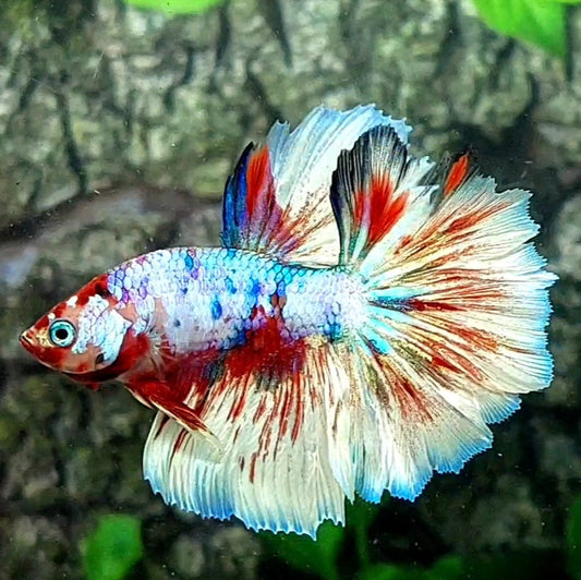 Multicolor Halfmoon Male