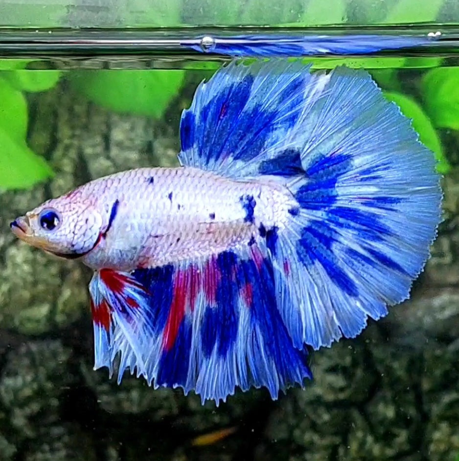 Skyblue Marble Candy Halfmoon Male