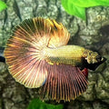 Copper Gold Solid Over Halfmoon Male