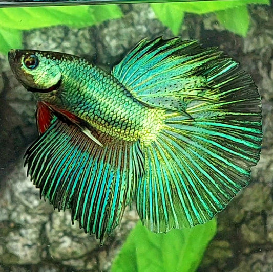 Super Green Halfmoon Male