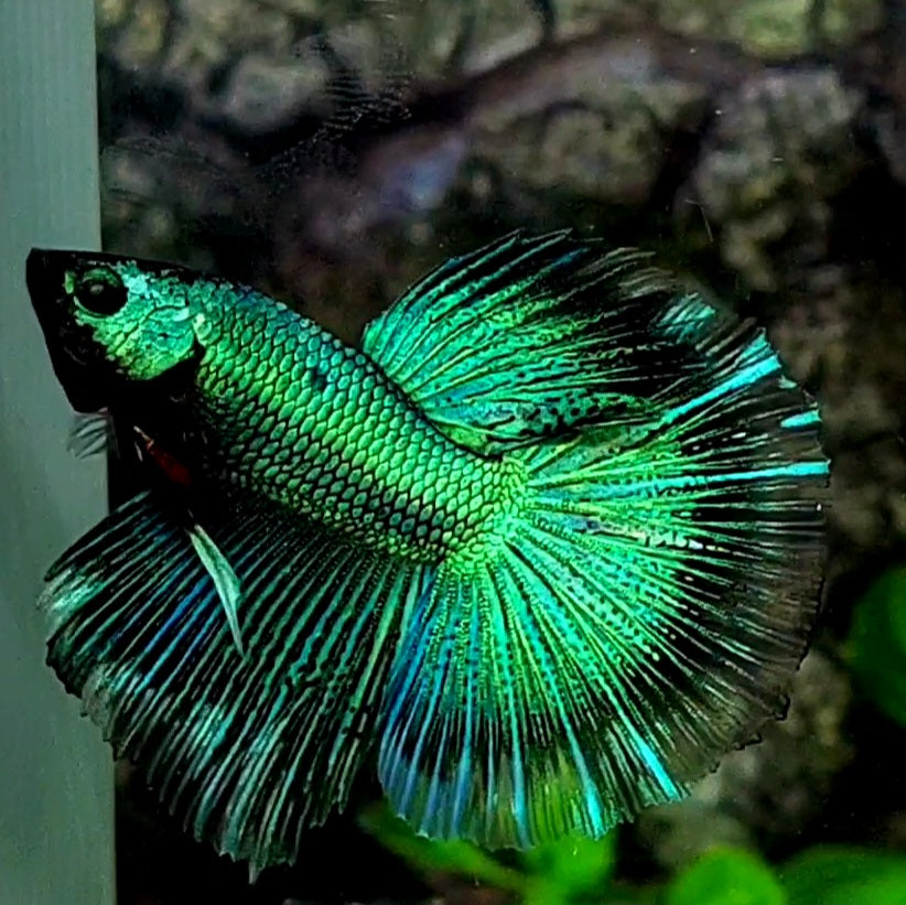 Super Green Butterfly Halfmoon Male