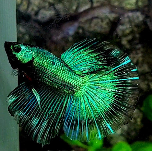 Super Green Butterfly Halfmoon Male