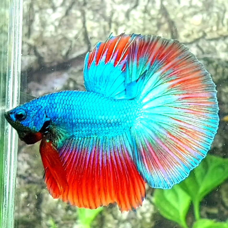 Turquoise Red Halfmoon Male